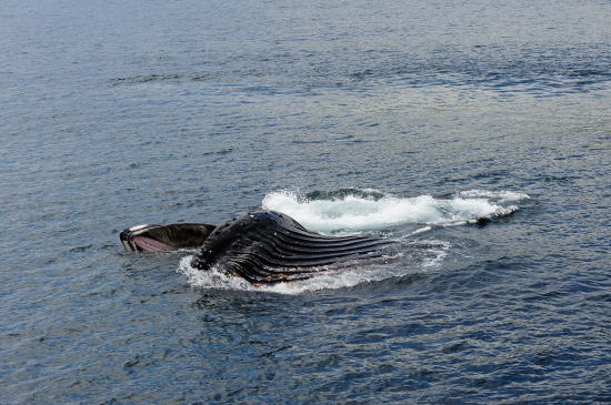 ザトウクジラの捕食
