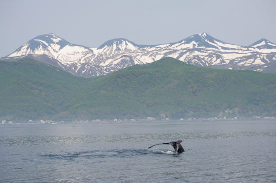 知床の山々とザトウクジラ
