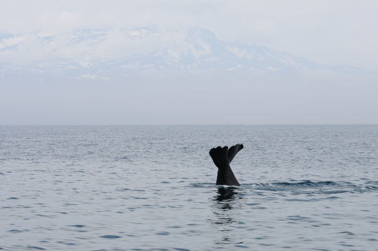 知床の山々とマッコウクジラ