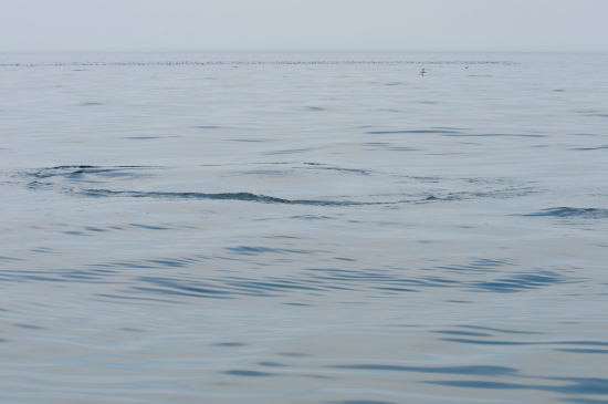 クジラが沈んだ後、海水が吹き上がります
