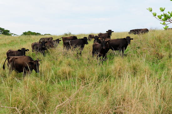 石垣牛が放牧されていました。
