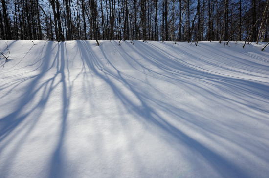 雪に映る木の影