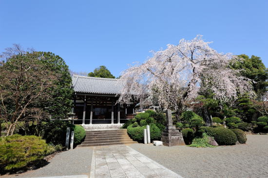 青柳寺のしだれ桜