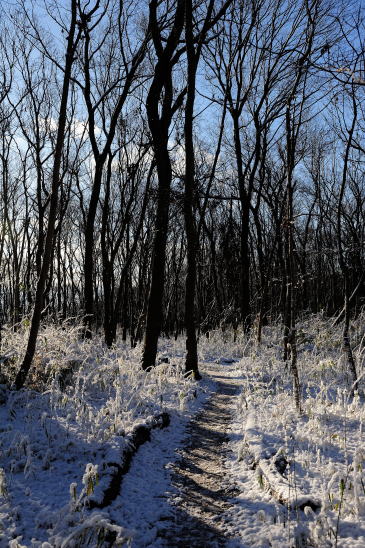 木もれびの森、雪の朝