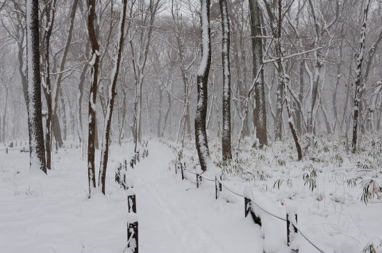 雪降る日、木もれびの森をゆく