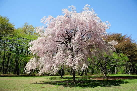 枝垂れ桜～木もれびの森にて