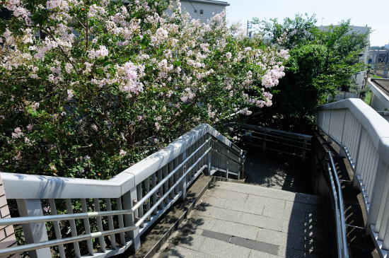 百日紅の咲く階段