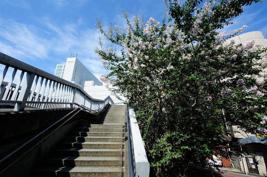 百日紅の咲く階段