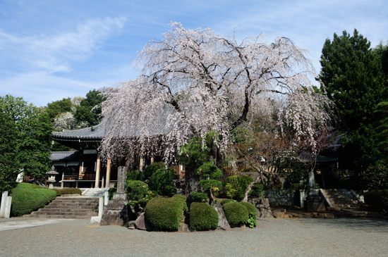 青柳寺の枝垂れ桜