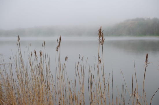 霧の日、春採湖畔