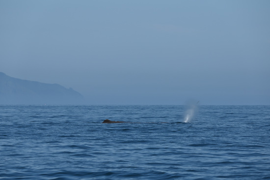 知床岬とマッコウクジラ