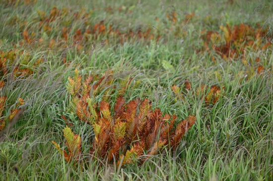 ヤマドリゼンマイの草紅葉