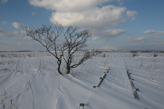 雪に埋もれる木道