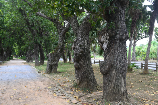 宮良浜川原のヤラブ(テリハボク)並木