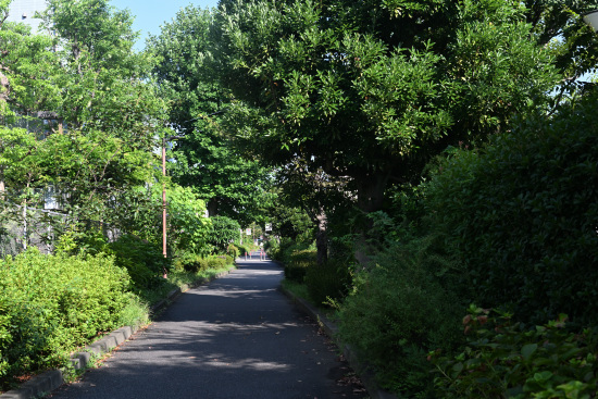 相模緑道緑地