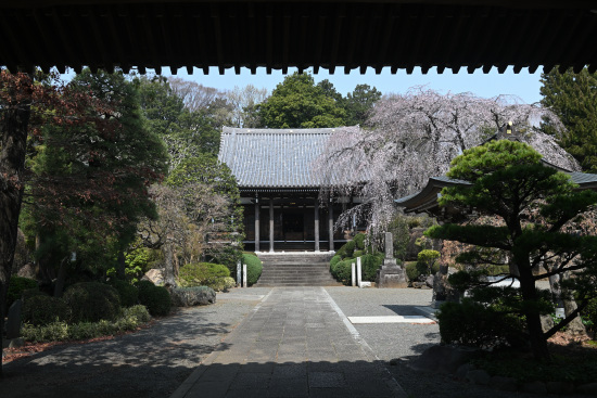 青柳寺のしだれ桜