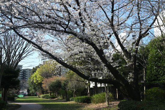相模大野中央公園