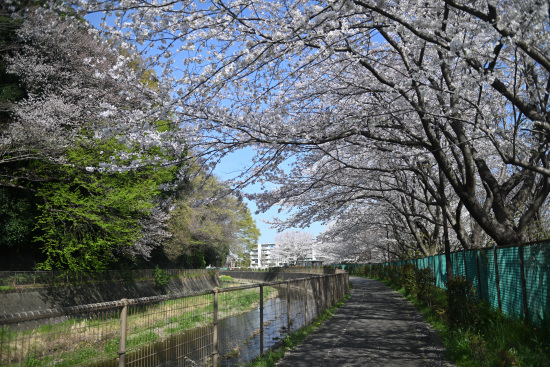 境川団地の桜