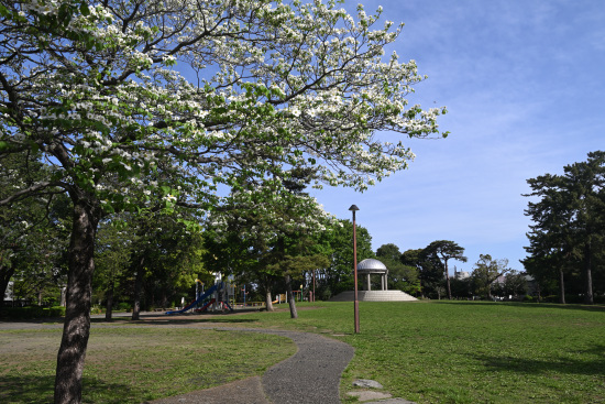 相模大野中央公園
