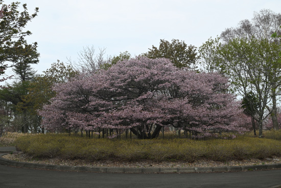 明治公園のチシマザクラ