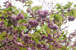 Thumbnail of post image 148