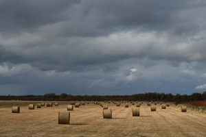 Thumbnail of post image 184